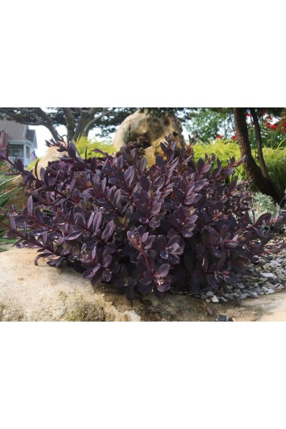 Очиток видний Плам Даззлед темне сливове листя